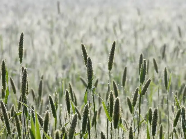 Phalaris minor